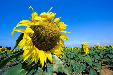 Sunflower Stock Photos