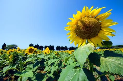Sunflower Stock Photos