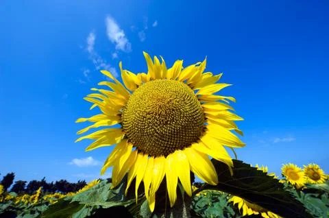 Sunflower Stock Photos