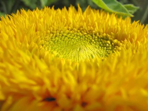 Sunflower Stock Photos