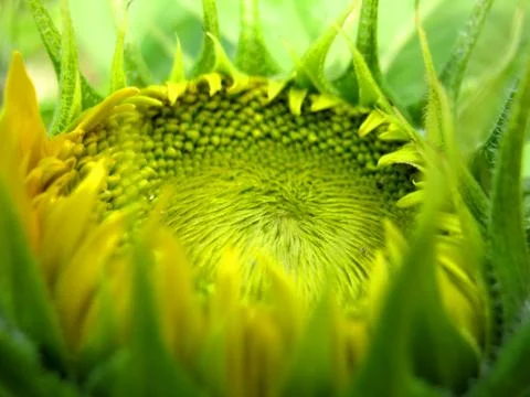 Sunflower Stock Photos