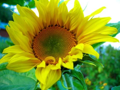 Sunflower Stock Photos