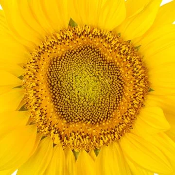Sunflower Stock Photos