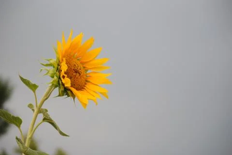 A sunflower Stock Photos