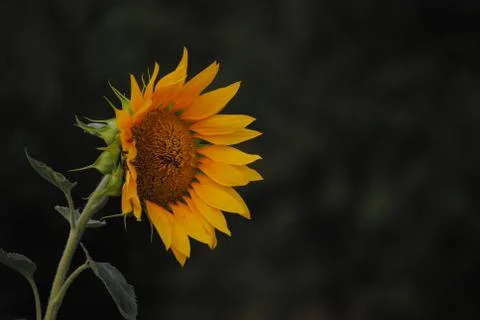 A sunflower 스톡 사진