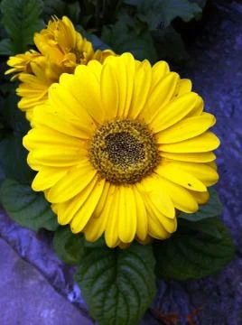 Sunflower Foto stock