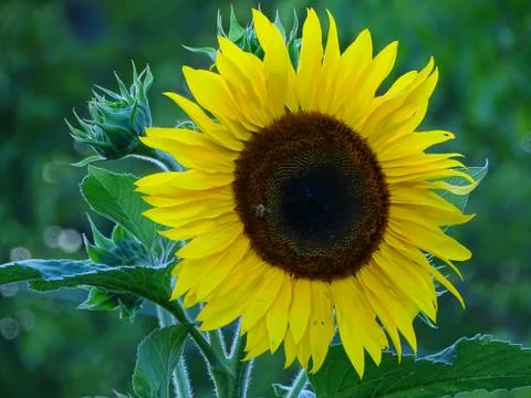 Sunflower 스톡 사진