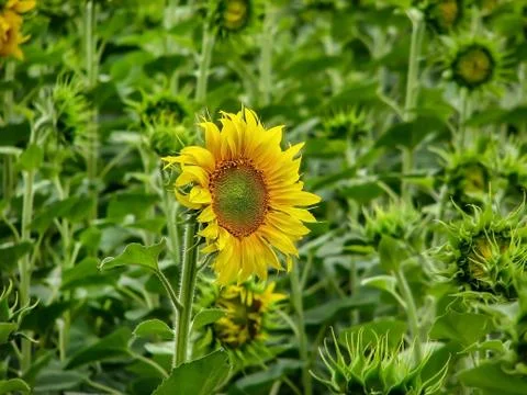 Sunflower Foto stock