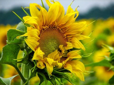 Sunflower Foto stock