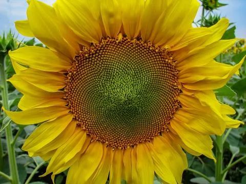 Sunflower Foto stock