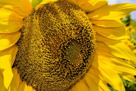 Sunflower Foto stock