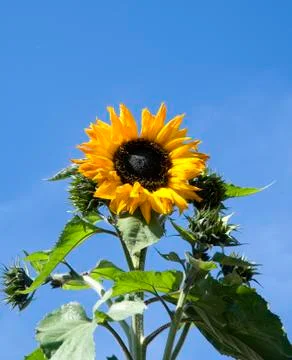Sunflower Stock Photos