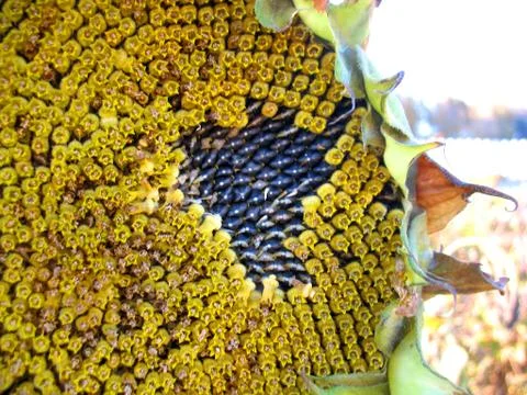 Sunflower Stock Photos