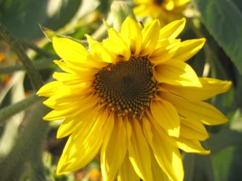 Sunflower Stock Photos