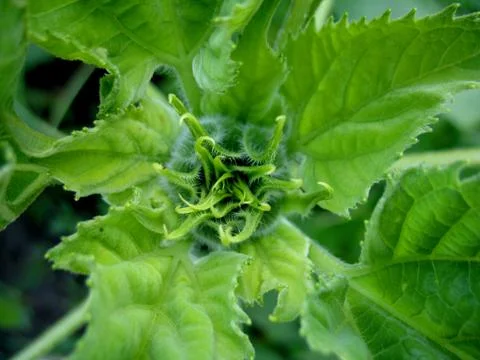 Sunflower Stock Photos