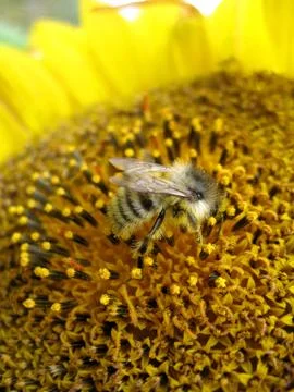 Sunflower Stock Photos