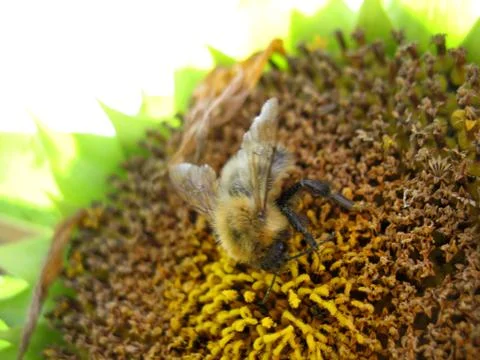 Sunflower Stock Photos
