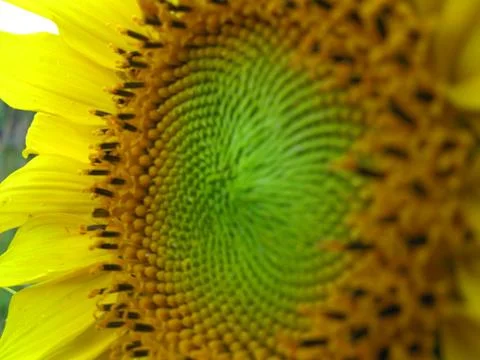 Sunflower Stock Photos