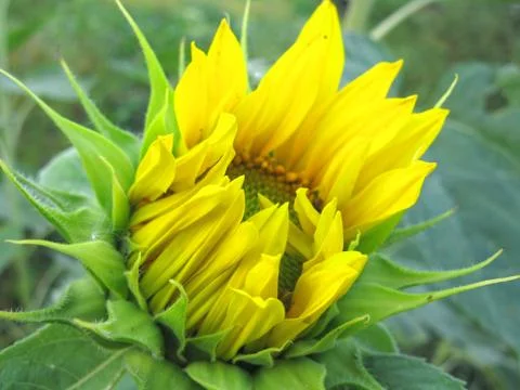 Sunflower Stock Photos