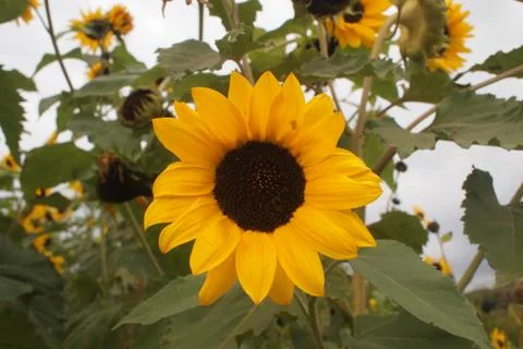 Sunflower Stock Photos