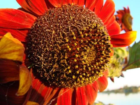 Sunflower Stock Photos