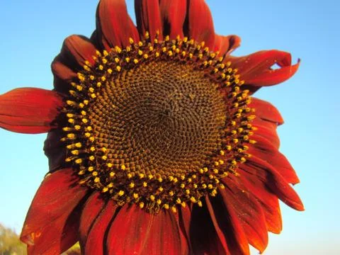 Sunflower Foto stock