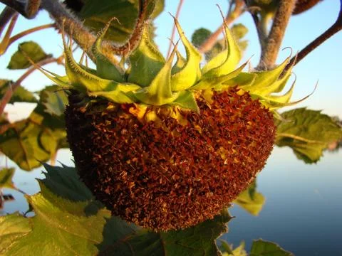 Sunflower Foto stock