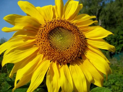 Sunflower Stock Photos