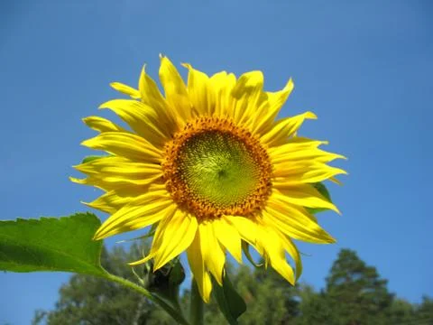Sunflower Stock Photos