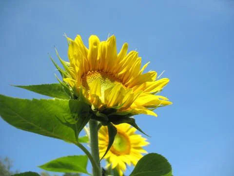 Sunflower Stock Photos