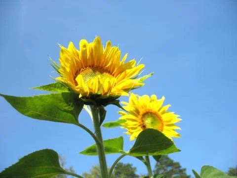 Sunflower Stock Photos