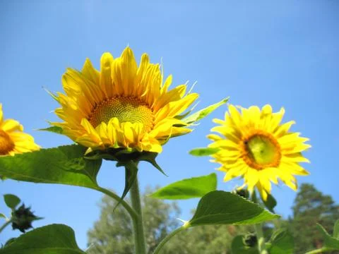 Sunflower Stock Photos