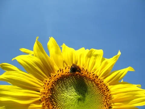 Sunflower Stock Photos