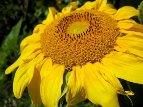 Sunflower Stock Photos