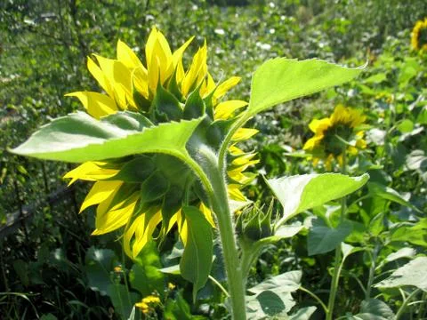 Sunflower Stock Photos