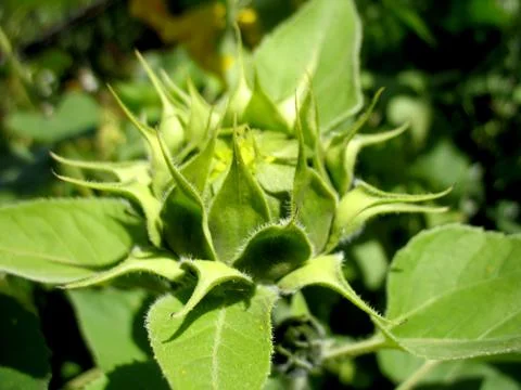 Sunflower Stock Photos