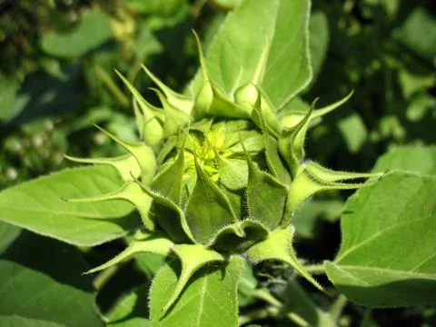 Sunflower Stock Photos