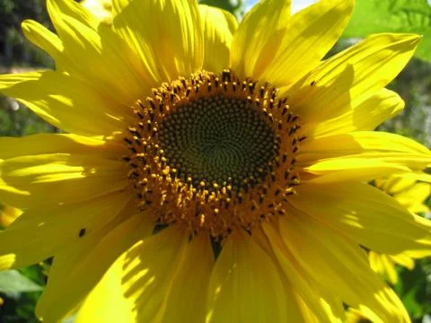 Sunflower Stock Photos