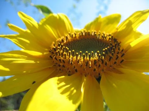 Sunflower Stock Photos