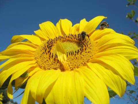 Sunflower Stock Photos
