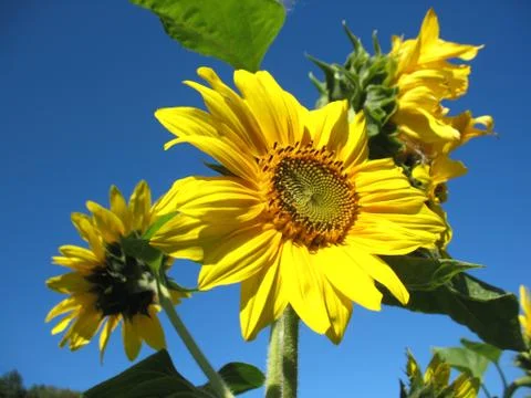 Sunflower Stock Photos