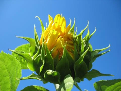 Sunflower Stock Photos