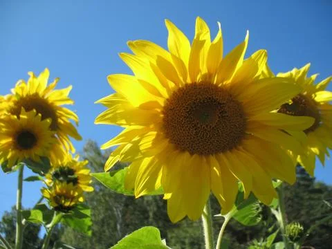 Sunflower Stock Photos