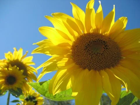Sunflower Stock Photos