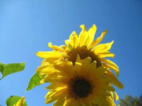 Sunflower Stock Photos