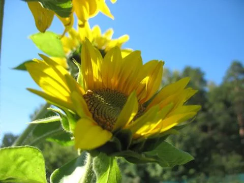 Sunflower Stock Photos