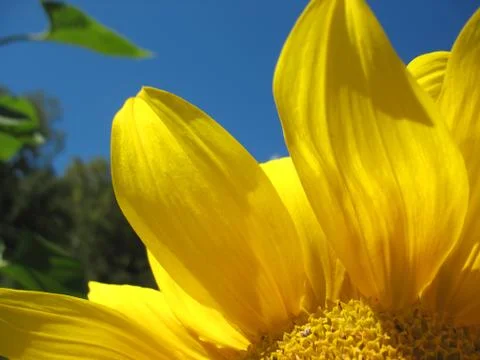 Sunflower Stock Photos
