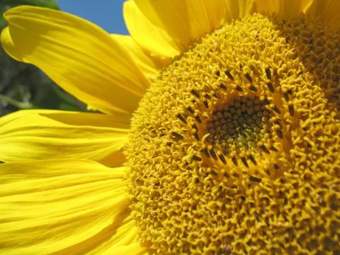 Sunflower Stock Photos
