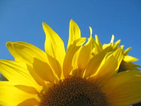 Sunflower Stock Photos