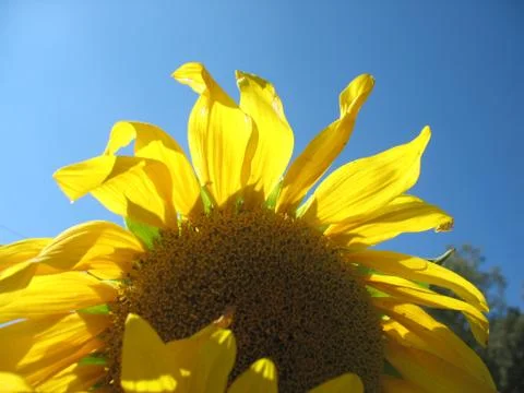 Sunflower Stock Photos